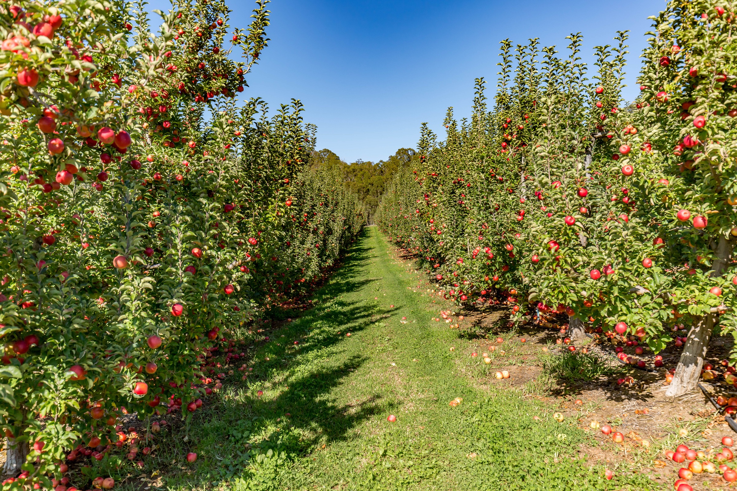 Rows of red apples growing in a Donnybrook orchard under a clear blue sky