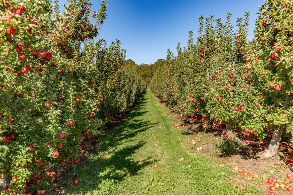 Rows of red apples in a Donnybrook orchard
